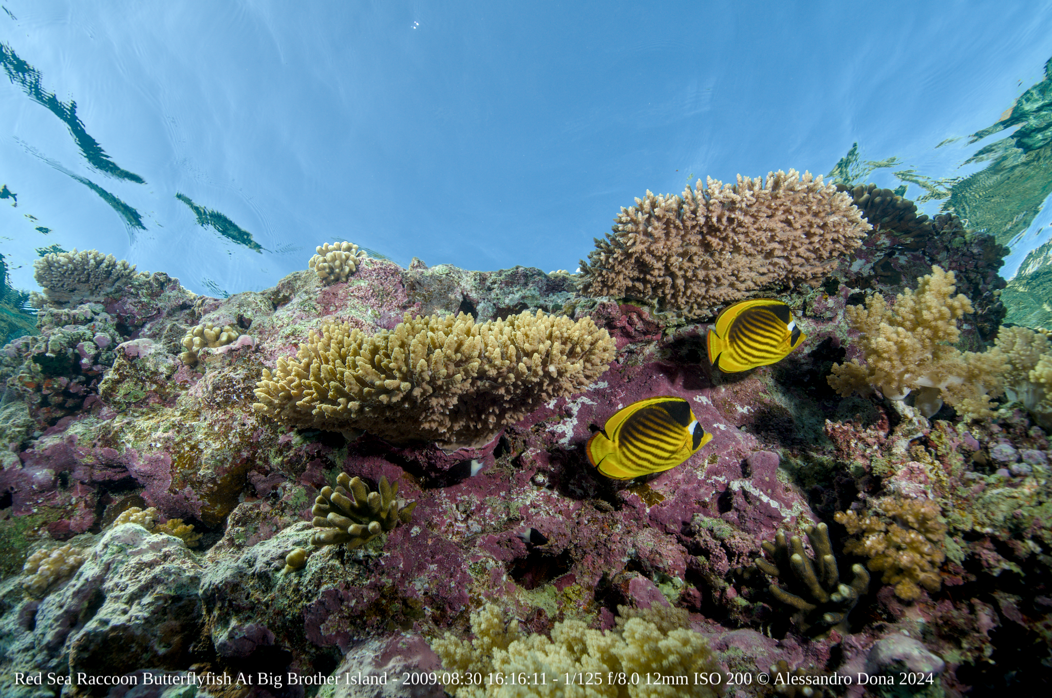 Diving the Red Sea on the Emperor Elite liveaboard