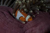 img6