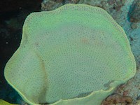 img37