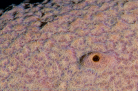 img45