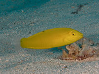img42